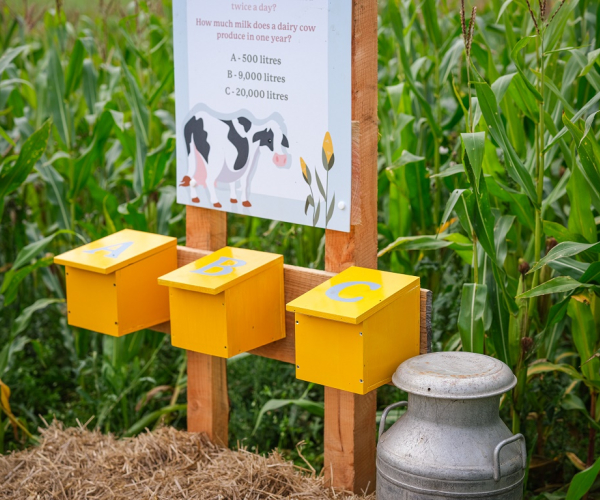 Cowdray's Maize Maze Cow Game