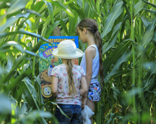 Lower Drayton Farm Maize Maze