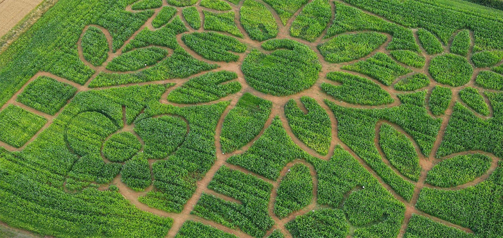 Uncle Henry's Maize Maze