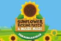 fordingbridge maize maze & sunflower patch